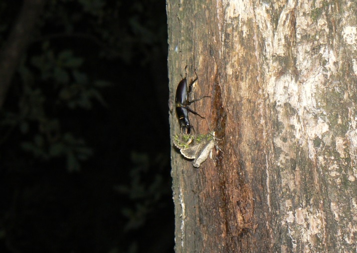 やなぎの枝先_幹に辿ってさらに降りたところにコクワガタとキノカワガ_2021年5月28日20時15分頃 気温23度